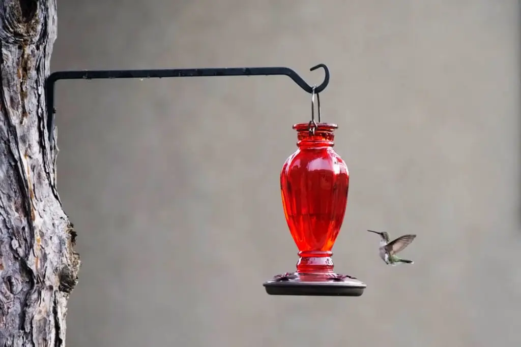 comederos de agua azucarada para colibríes territoriales
