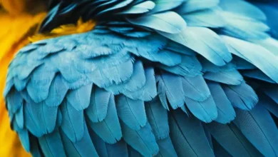 Cómo cambia el plumaje de un ave a lo largo de su vida