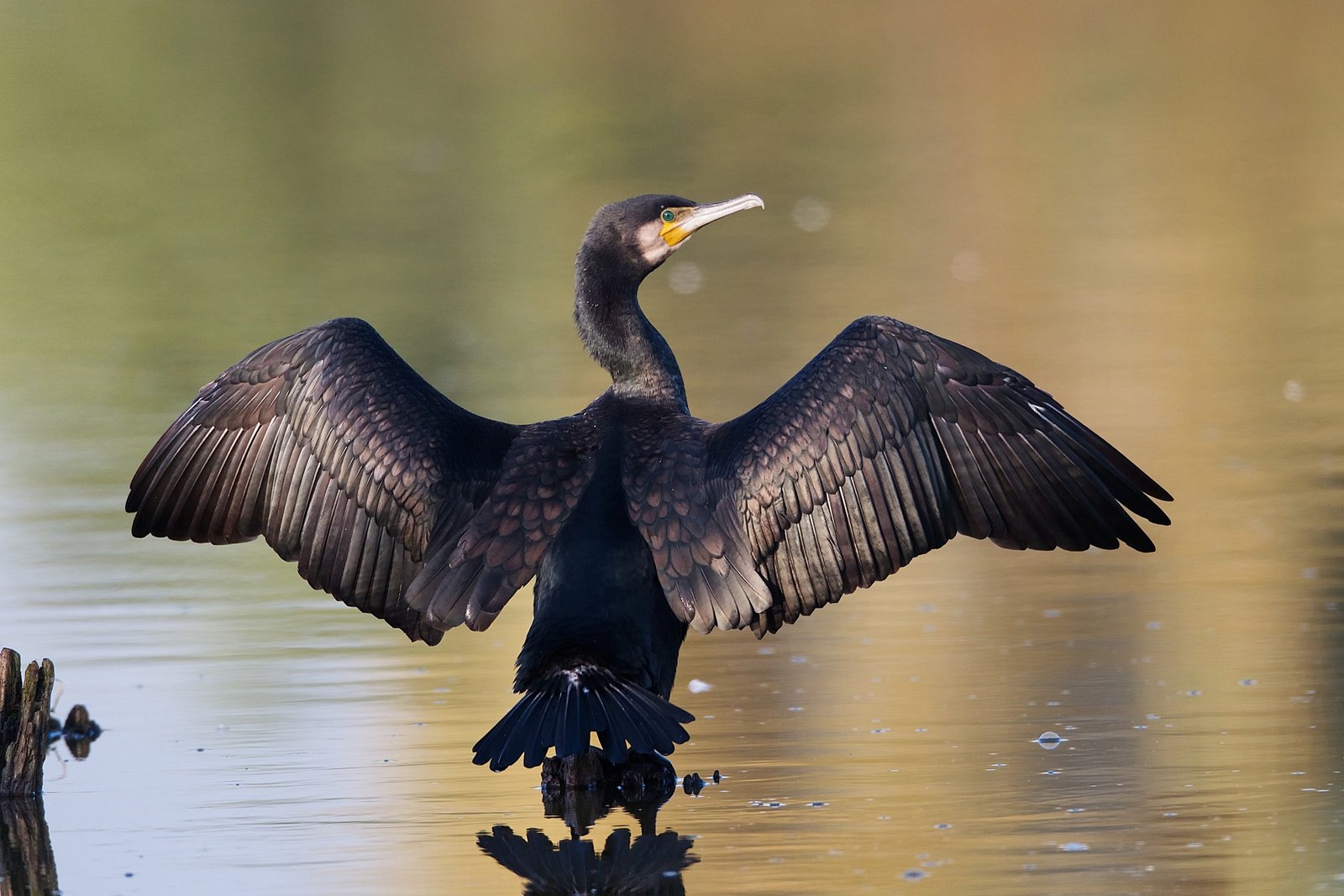 Cormorán grande (Phalacrocorax carbo)