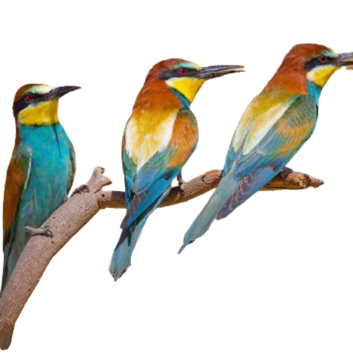El Mundo de las Aves logo