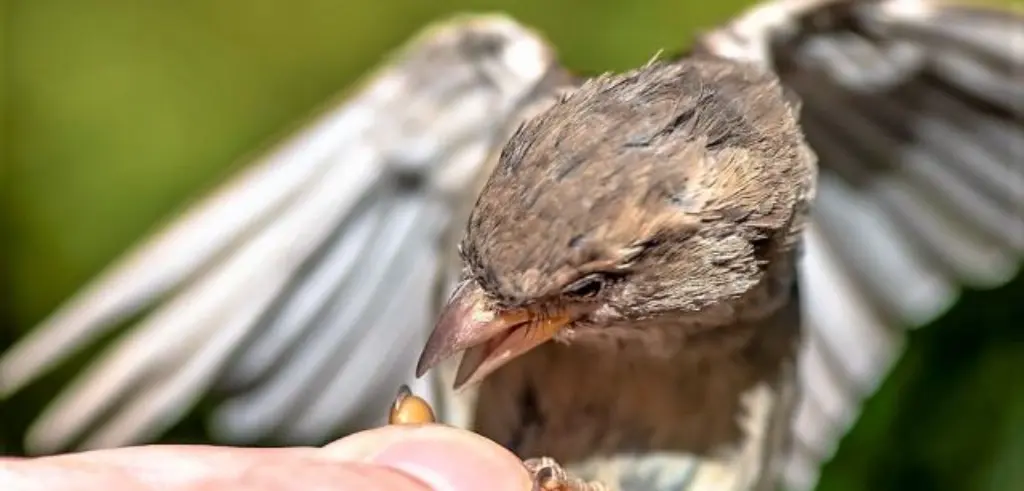 esperanza de vida de las aves