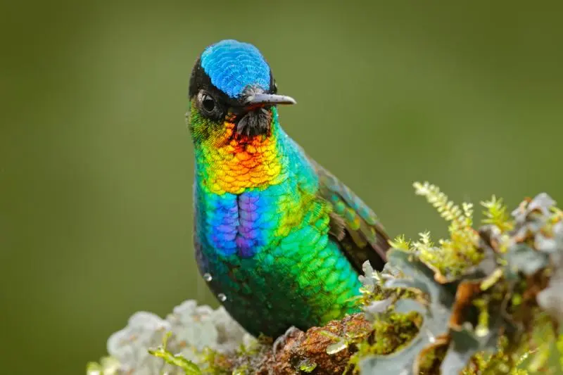 Explorando la estructura iridiscente de las plumas de colibrí