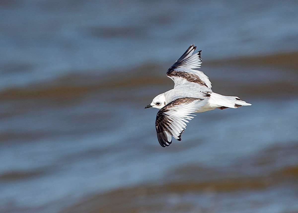 Gaviota rosada (Rhodostethia rosea)