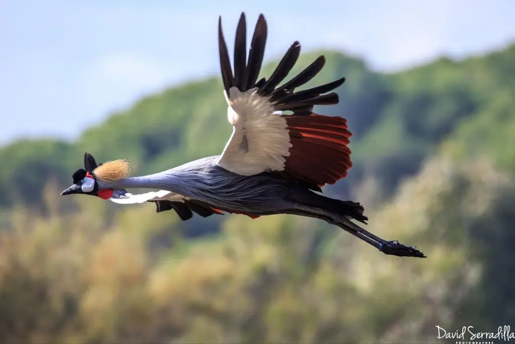 grulla-coronada-cuelligris-Aves-migratorias-en-Africa