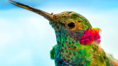 historias súper lindos de colibríes