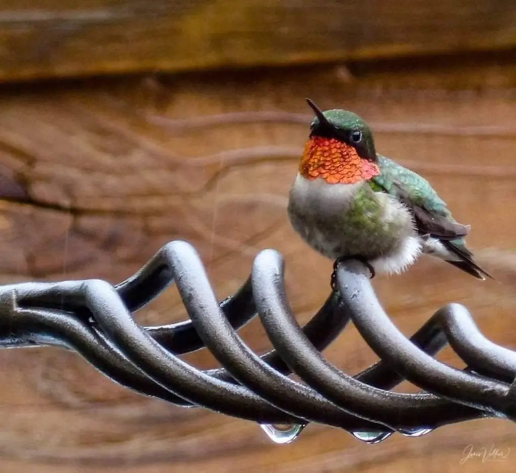 Estas lindas colibríes
