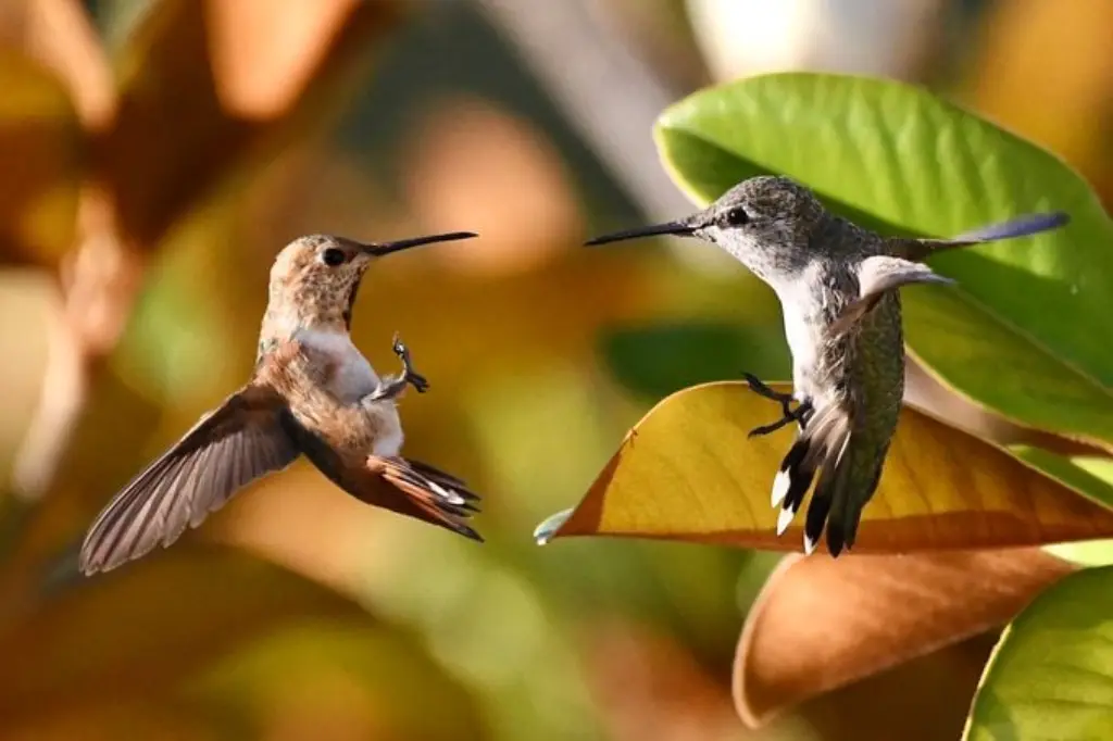 luchando contra los colibríes
