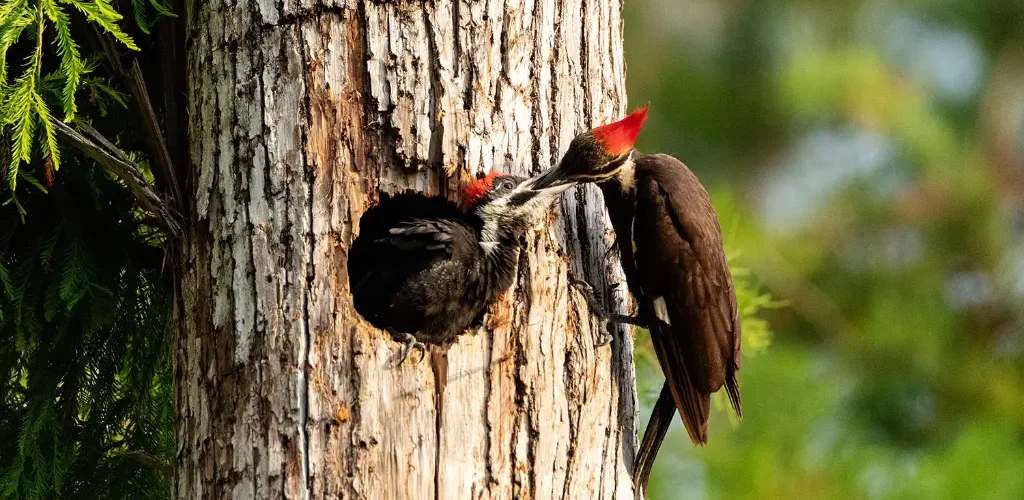 pájaros carpinteros construyen nidos