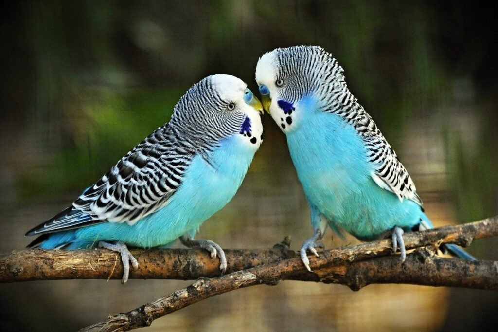 Qué aves pueden hablar