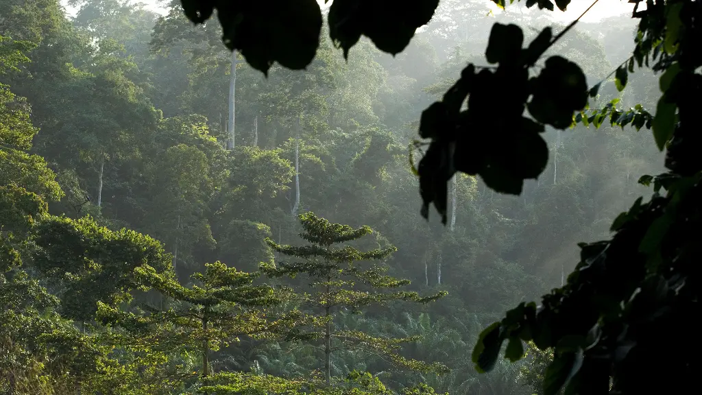 selvas de Nueva Guinea