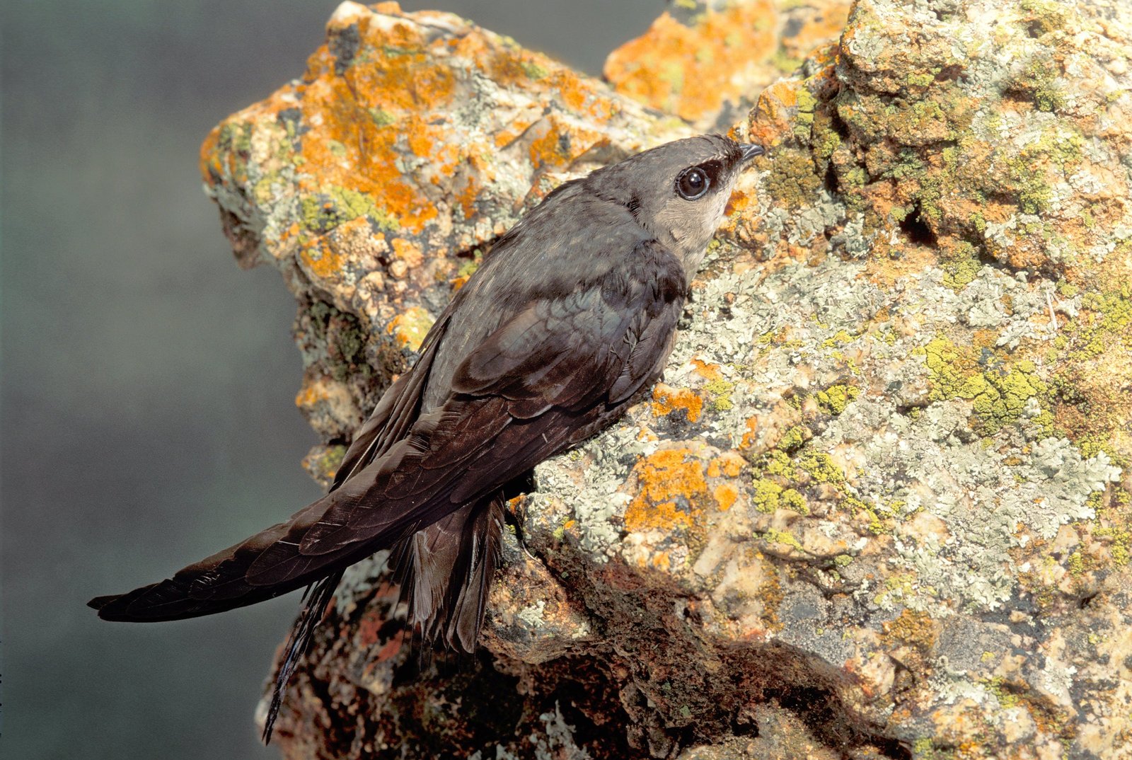 Vencejo de chimenea (Chaetura pelagica)