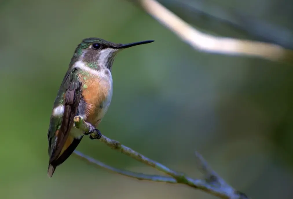 ¿Cuándo migran los colibríes