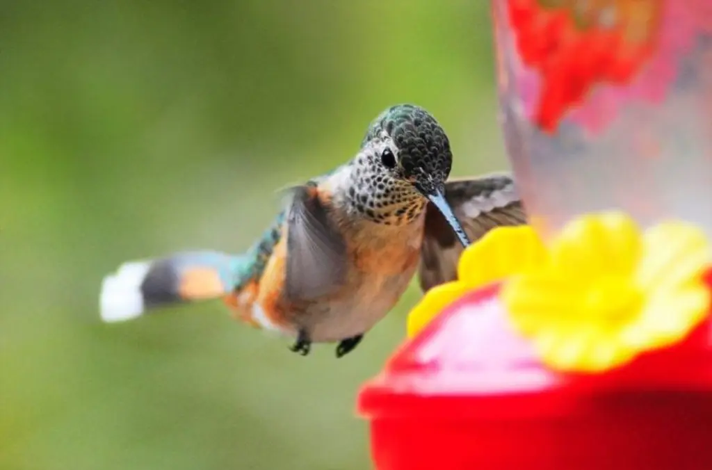 ¿Cuándo vuelven los colibríes