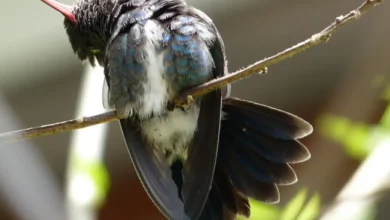 Dónde duermen los colibríes por la noche