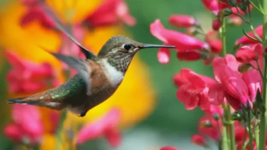 ¿Pueden los colibríes incluso volar hacia atrás