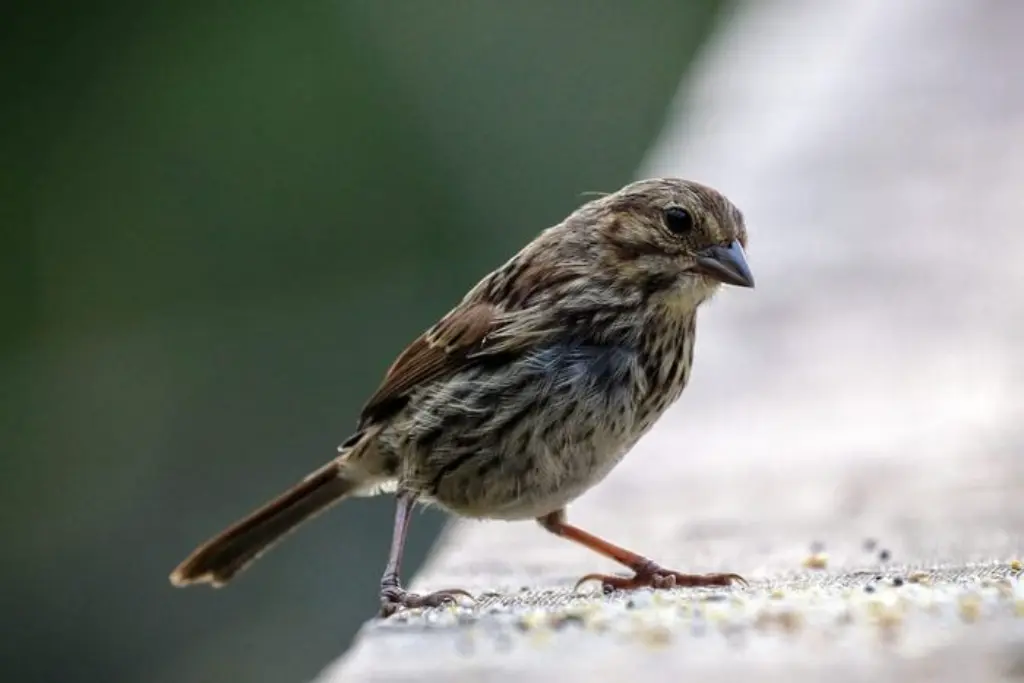 ¿Pueden los pájaros comer pan