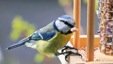 Cómo Elegir El Tipo Correcto De Comedero Para Pájaros?