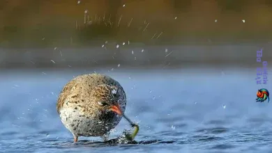 Archibebe Común – Aves Acuáticas