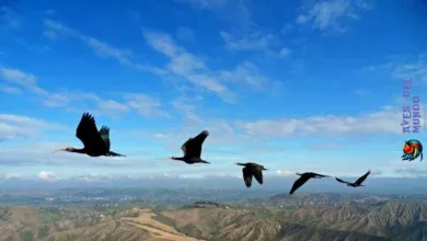 Aves que vuelan más alto del mundo