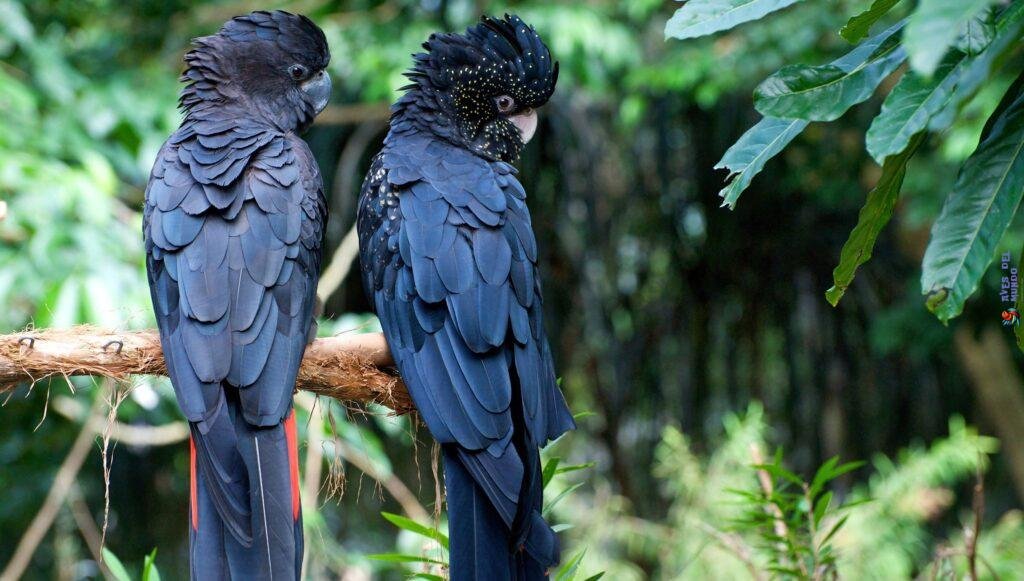 Cacatúa De Palma Negra es una especie nativa de Australia