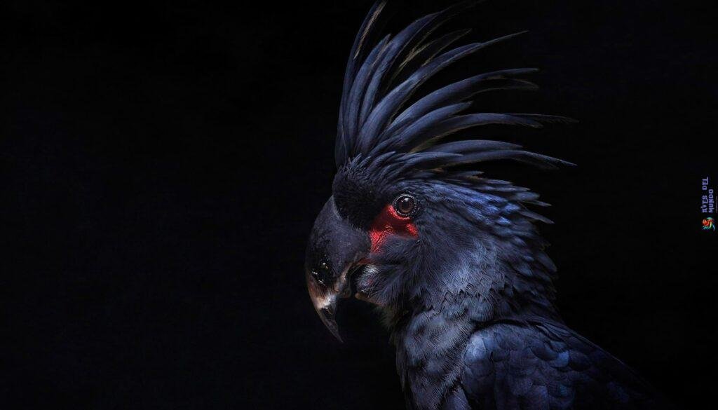 una Cacatúa De Palma Negra puede ser una mascota exótica