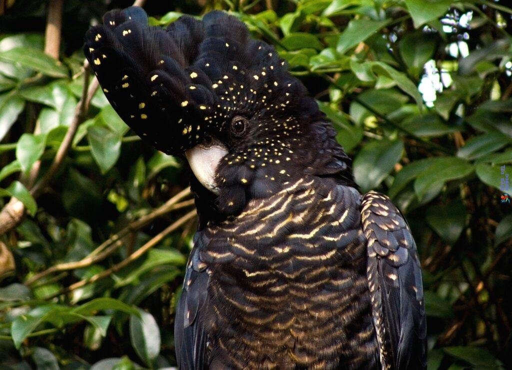 Cacatúa de palma negra, ave exótica, cuidados de las cacatúas