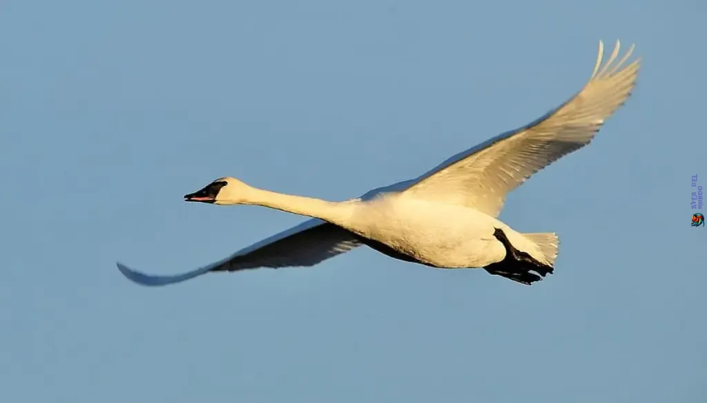 cisne trompetero ave acuática más grande de América del Norte y una de las aves voladoras de mayor peso