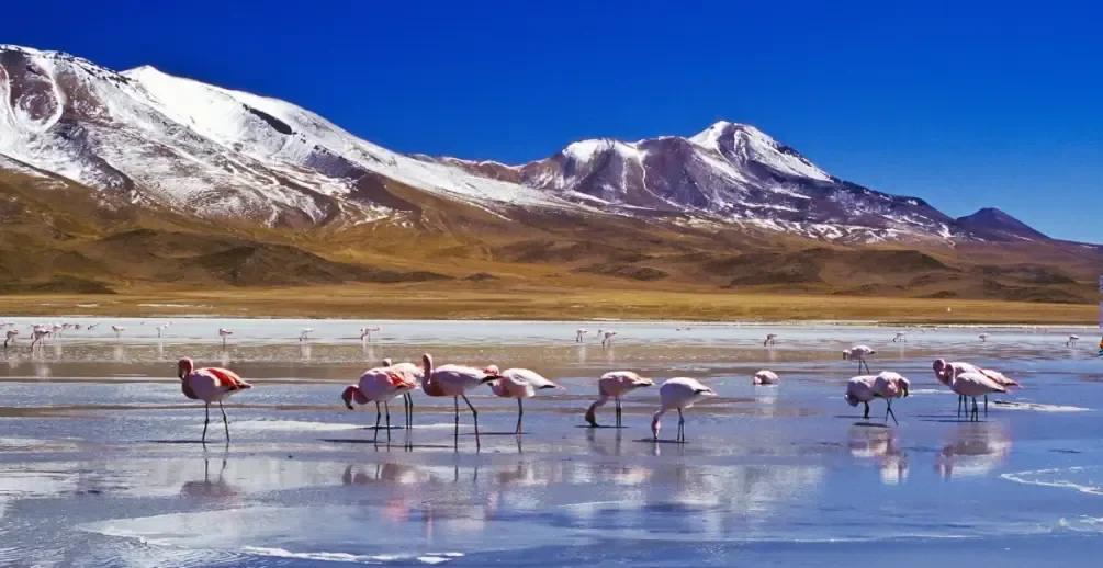 Flamenco Andino - Majestuosidad sobre los picos nevados