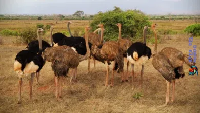 Ostriches Nature's Swift and Majestic Birds