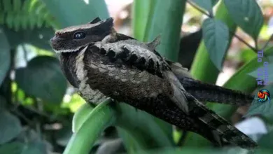 Pájaro dragón-Chotacabras Orejudo
