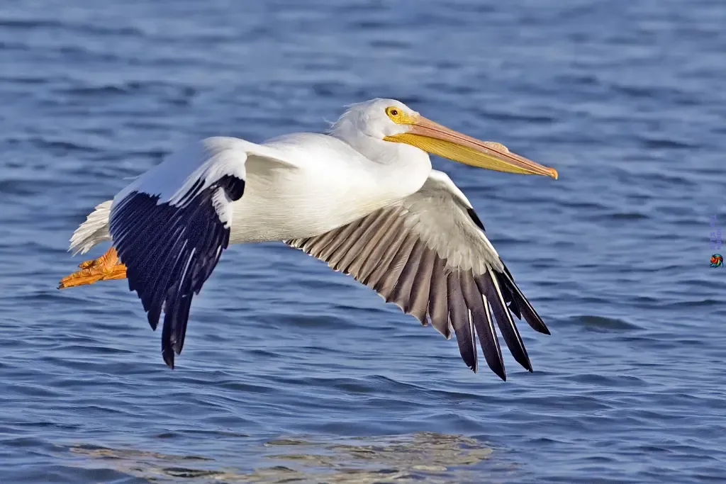 Pelícano Blanco Americano una de las aves más grandes de América del Norte, con una envergadura de 2,7 metros