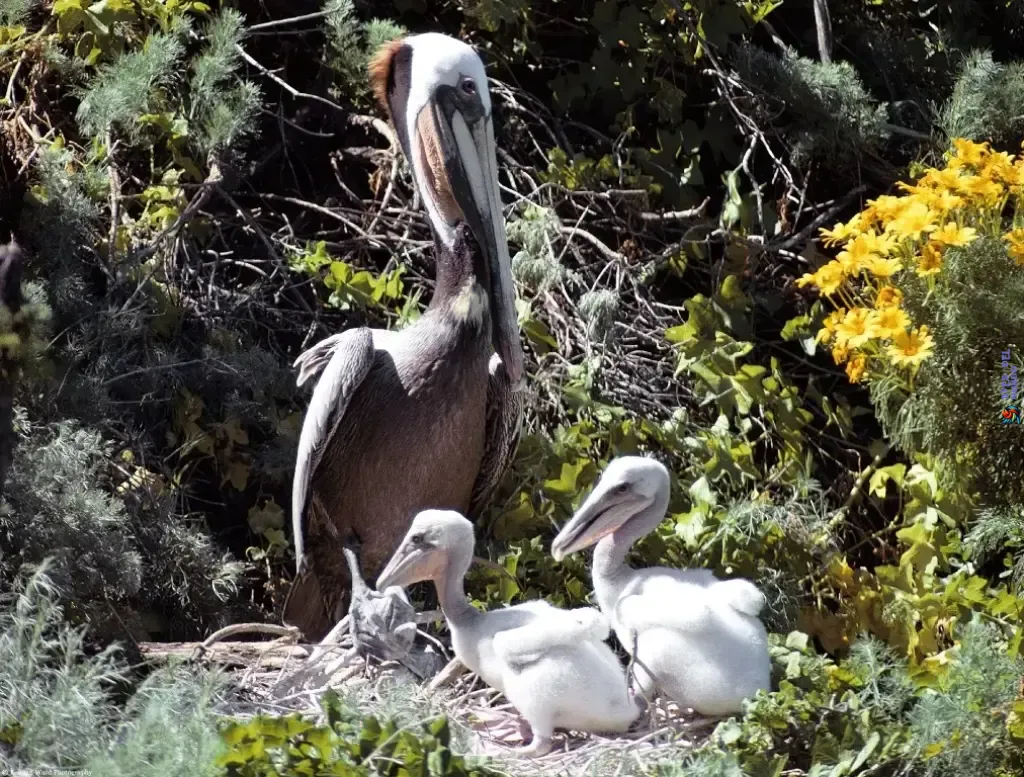 Protegiendo la Elegancia Natural de Pelicanos