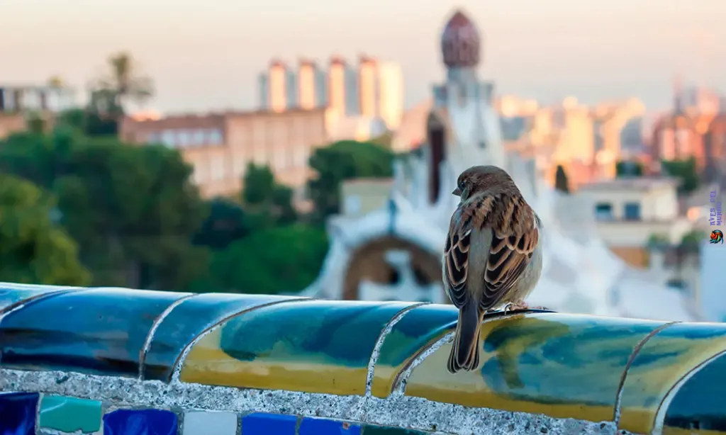 Proyectos de Conservación de Aves Urbanas