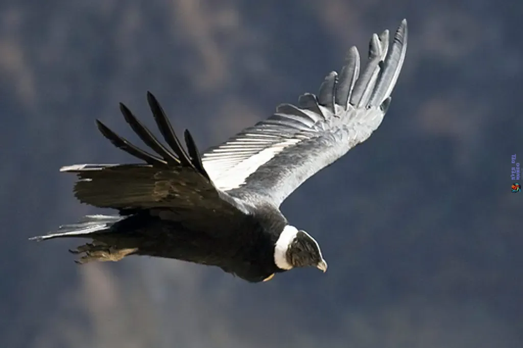 El cóndor andino, también cóndor de los Cerros, cóndor de los Andes, o simplemente cóndor (Vultur gryphus)