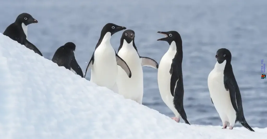 Adélie Penguin: Trekking Across Antarctica