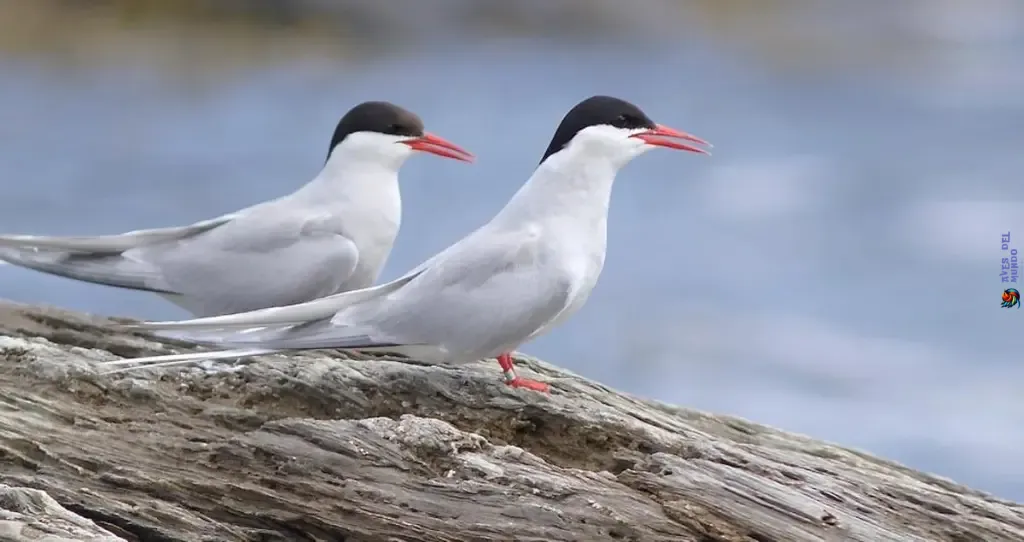 Arctic Tern A Journey to Remember
