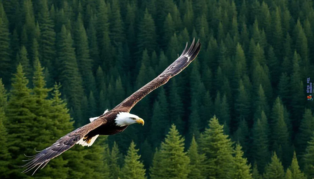 Bald Eagle Bald Eagle