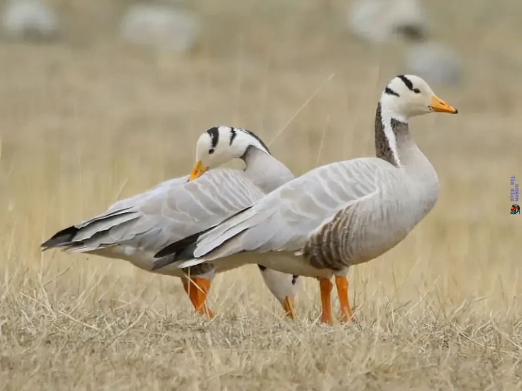 Bar-Headed Goose Reaching New Heights in Migration