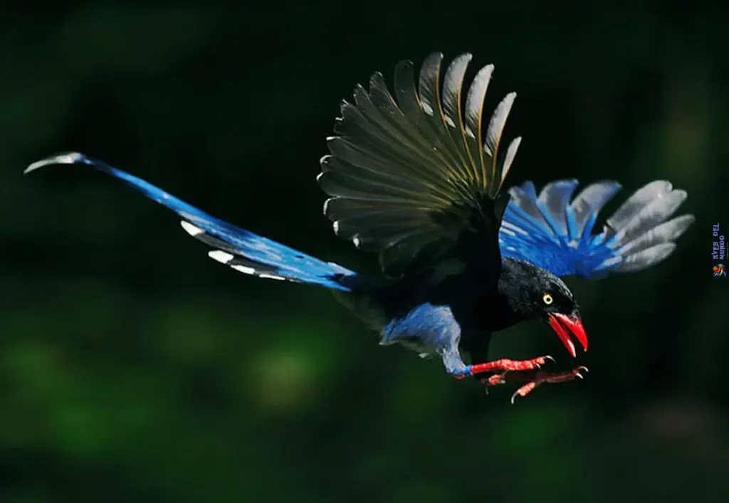 Behavior of the Taiwan Blue Magpie