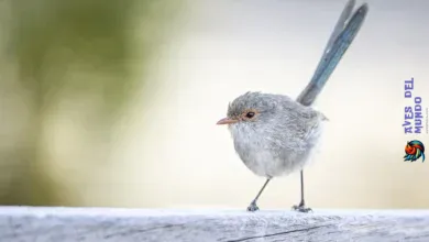 Benefits of thin bird legs