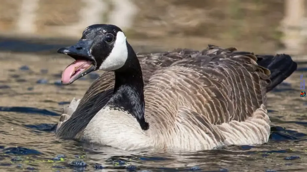 Canadian Geese Migration Secrets Uncovered