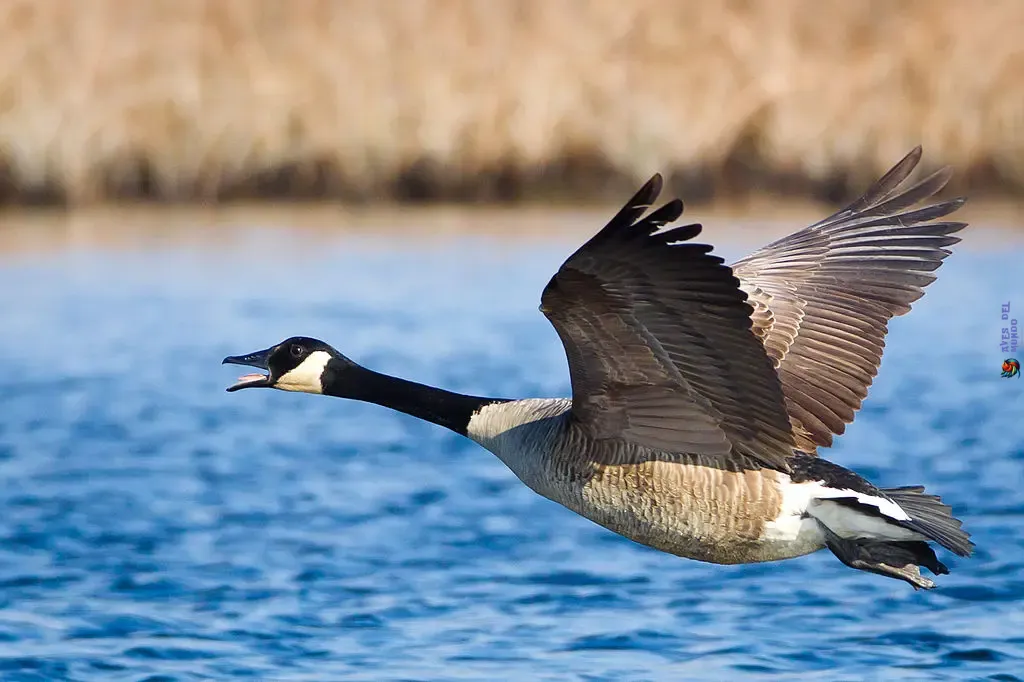 Canadian Geese Migration Secrets Uncovered