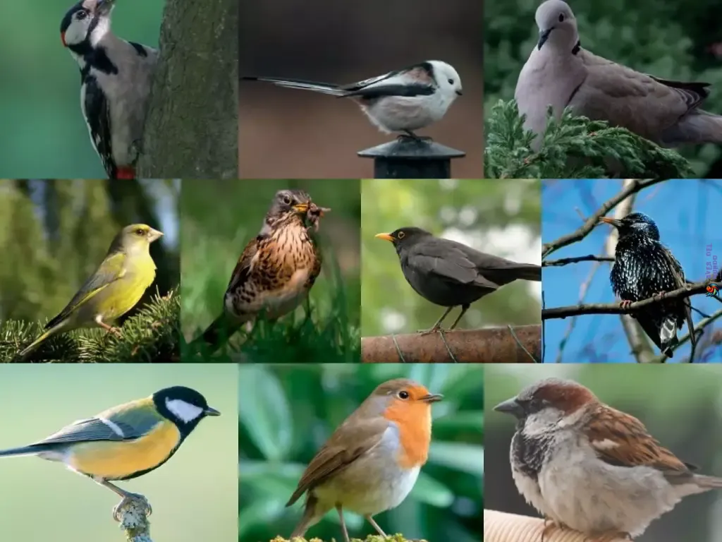 Common types of birds