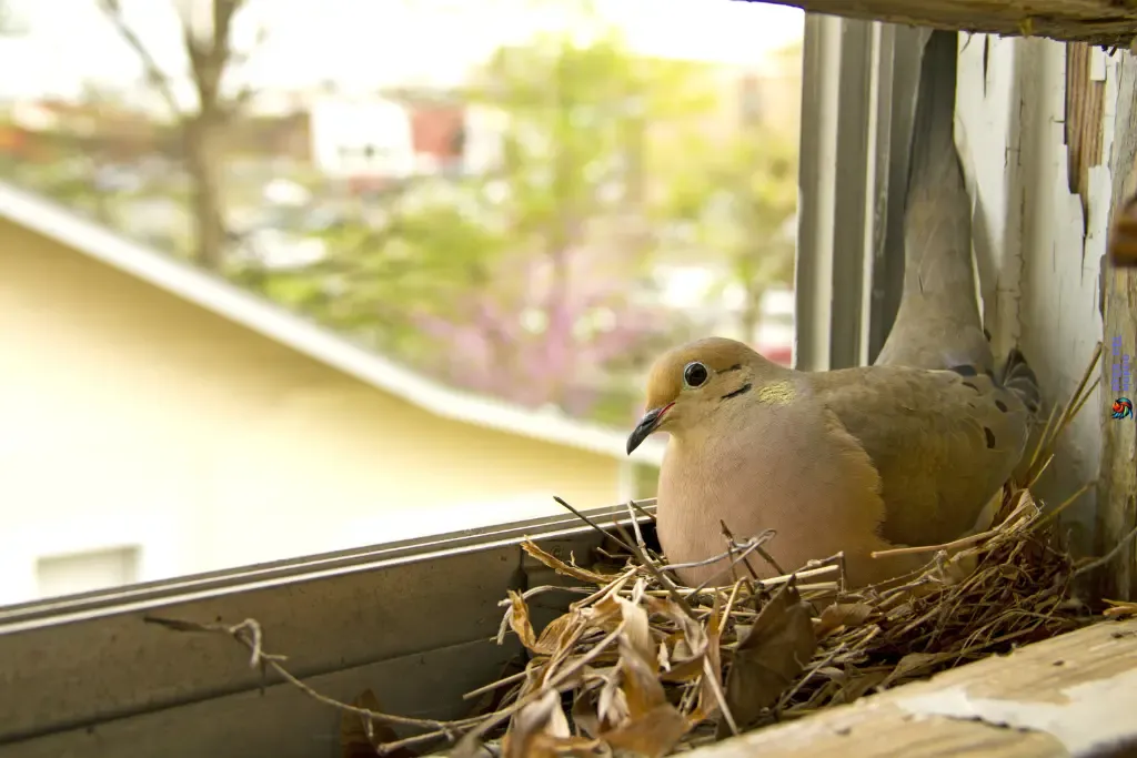 Conservación y Educación Claves para la Protección de las Aves