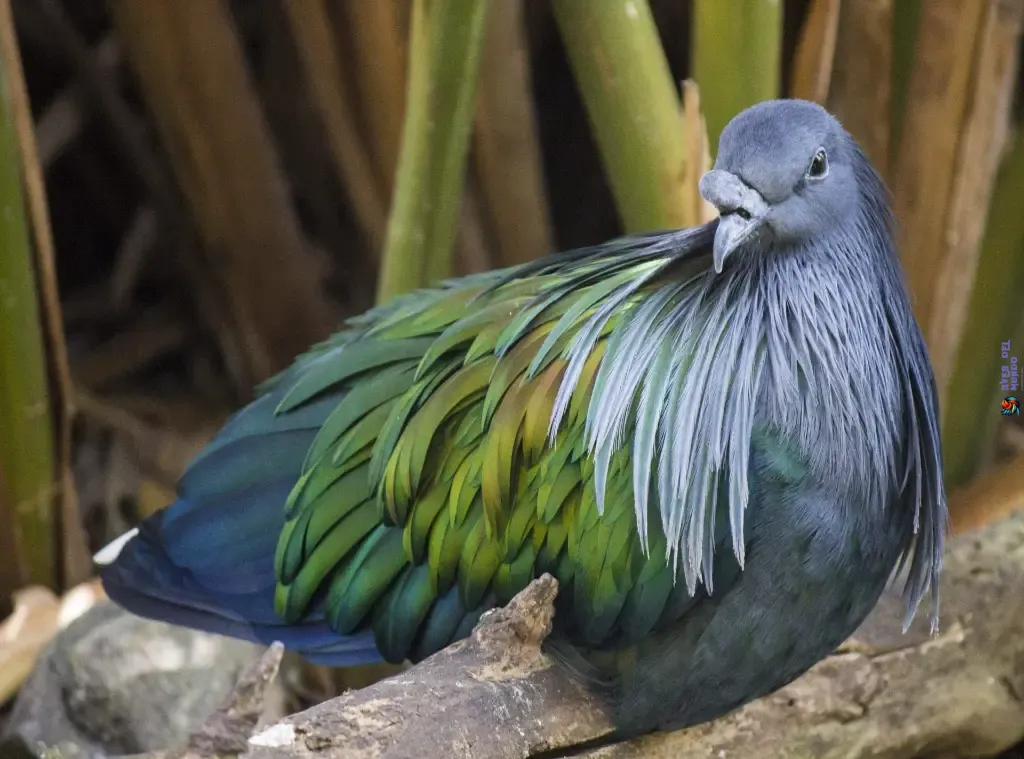 Conservation Efforts for the Nicobar Pigeon