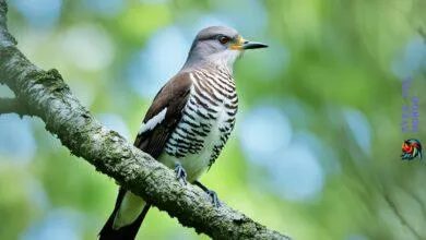 Cuckoo bird