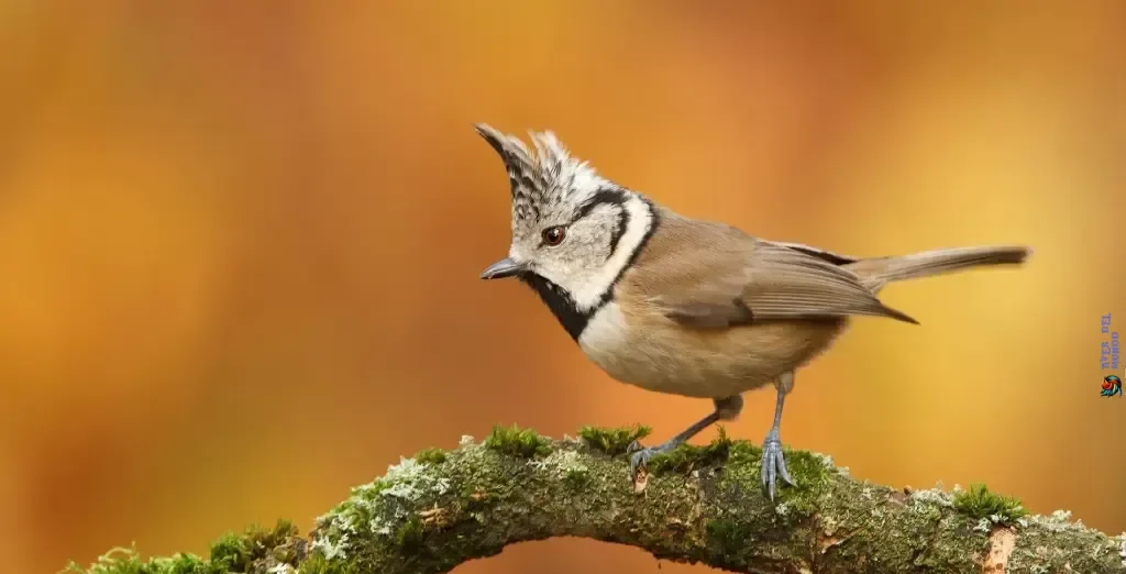 Discover the Tufted Titmouse: Habitat & Traits