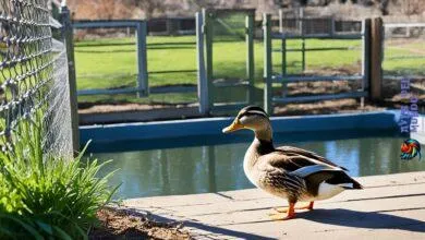 Duck