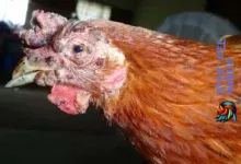 Enfermedades más comunes de los pollos