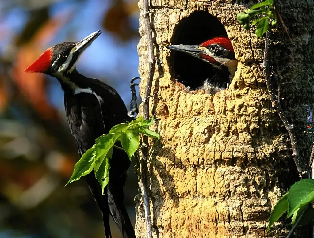 Exploring the Diverse Habitats of Woodpeckers